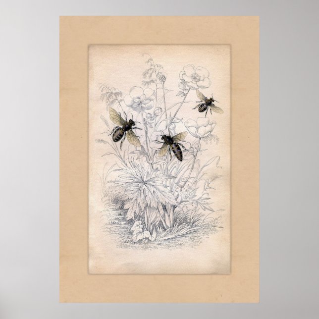 Vintage Honey Bee Art Print (Front)