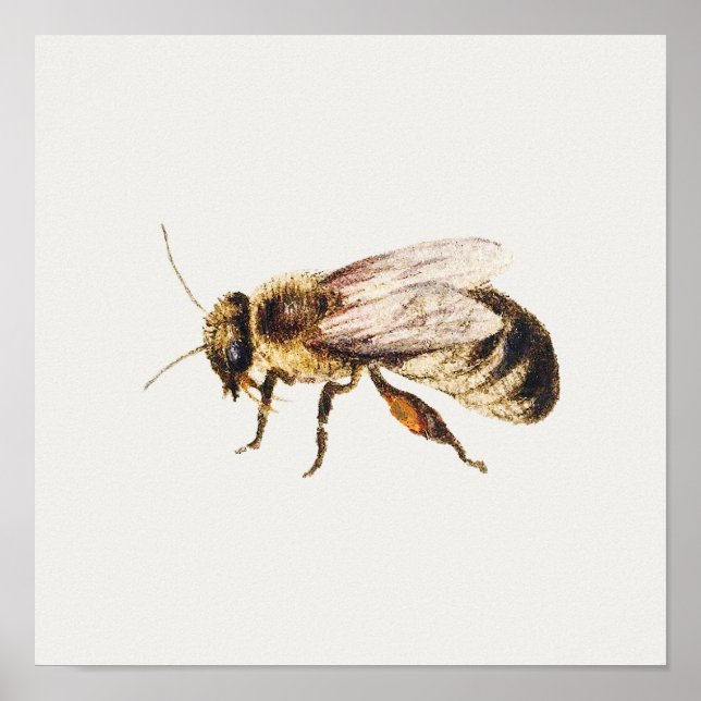Vintage Honey Bee Illustration Poster (Front)