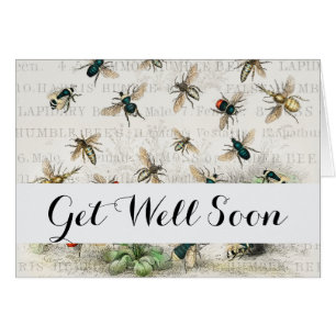 Vintage Honey Bee Queen Bee Entomology Botanical