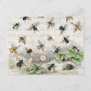 Vintage Honey Bee Queen Bee Entomology Botanical Postcard