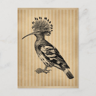 Vintage Hoopoe Bird Postcard
