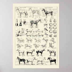 Vintage Horse Anatomy Poster