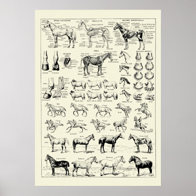 Vintage Horse Anatomy Poster (Front)
