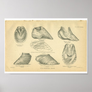 Vintage Horse Anatomy Print Foundered Feet
