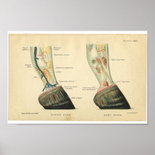 Vintage Horse Anatomy Print Hoof