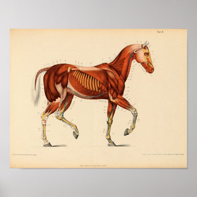 Vintage Horse Anatomy Print Muscles (Front)