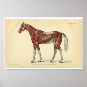 Vintage Horse Anatomy Print Muscles