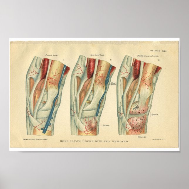 Vintage Horse Anatomy Print of Leg (Front)