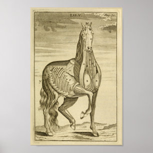 Vintage Horse Muscle Anatomy Art Print