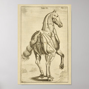 Vintage Horse Muscle Anatomy Art Print