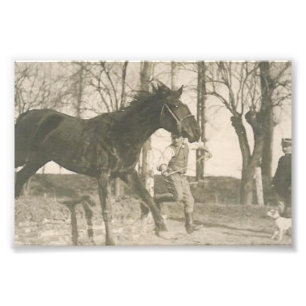 Vintage Horse Photo Print