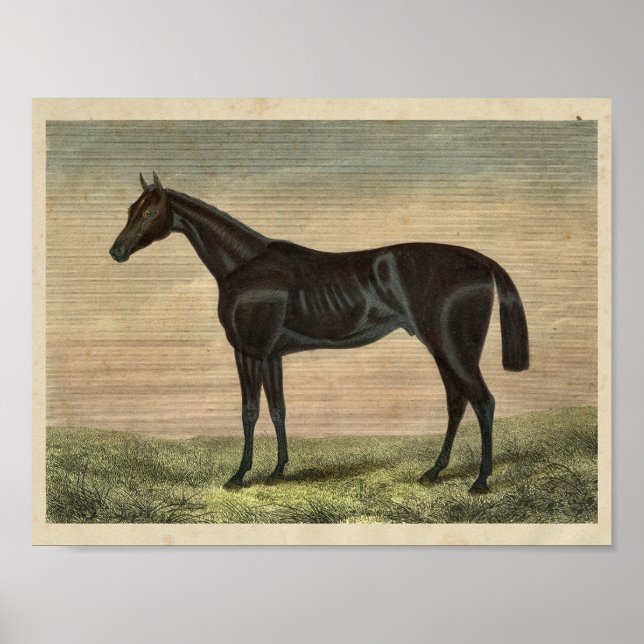 Vintage Horse Print 1873 Pretender (Front)