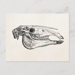 Vintage Horse Skull Skeleton Personalised Skeleton Postcard