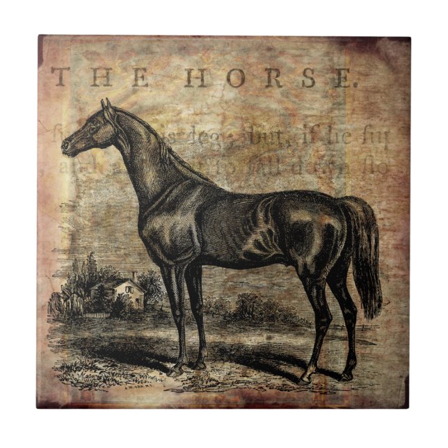 Vintage Horse Thoroughbred and Arabian Horses Tile (Front)