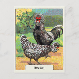 Vintage Houdan Chicken Postcard