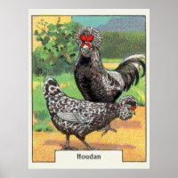 Vintage Houdan Chicken