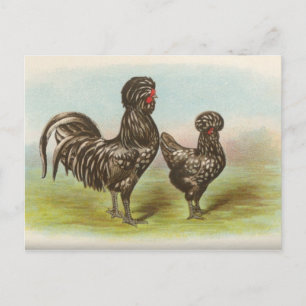 Vintage "Houdan Chickens" Postcard