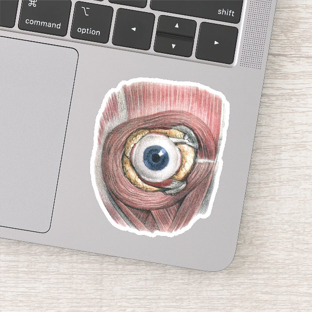 Vintage Human Anatomy, Eyeball Eye with Muscles (Detail)