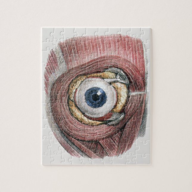 Vintage Human Anatomy, Eyeball Eye with Muscles Jigsaw Puzzle (Vertical)
