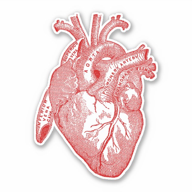 Vintage Human Anatomy Heart Red (Front)