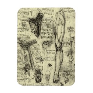 Vintage Human Anatomy Larynx Leg Leonardo da Vinci Magnet