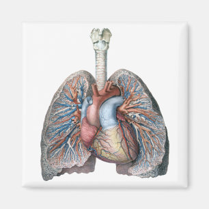 Vintage Human Anatomy Lungs Heart Organs Blood Magnet