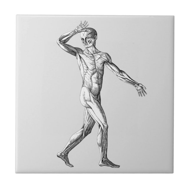Vintage Human Anatomy, Male Body Muscles Ceramic Tile (Front)