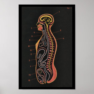 Vintage Human Anatomy Print