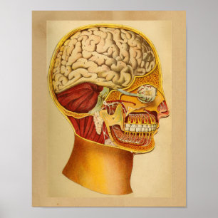 Vintage Human Anatomy Print Head Brain
