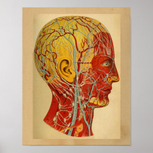 Vintage Human Anatomy Print Head Muscles