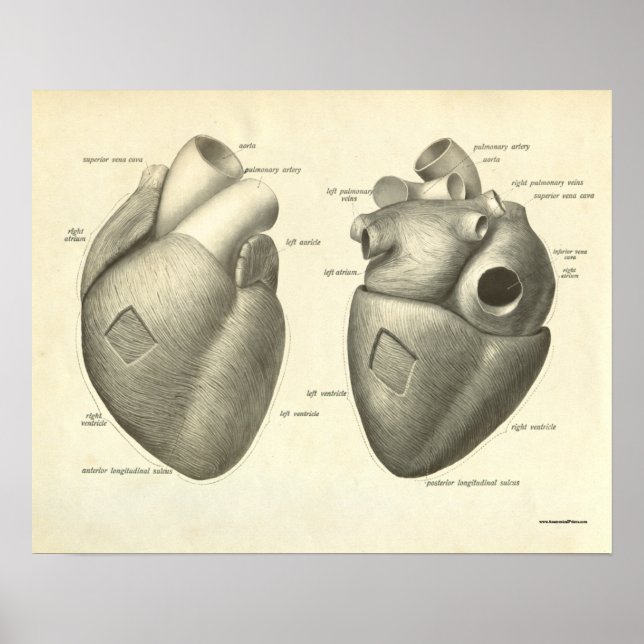 Vintage Human Anatomy Print Heart (Front)
