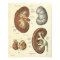 Vintage Human Anatomy Print Kidney