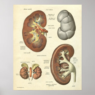 Vintage Human Anatomy Print Kidney
