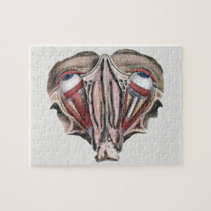 Vintage Human Anatomy Science, Eyeballs Eyes Jigsaw Puzzle
