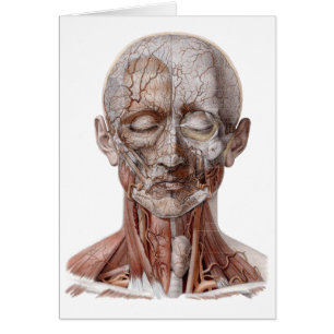 Vintage Human Anatomy Science, Head Throat Nose
