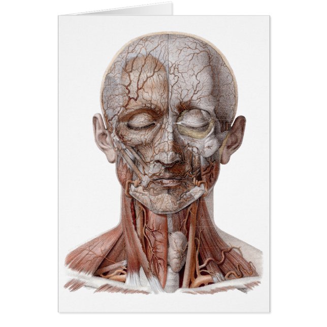 Vintage Human Anatomy Science, Head Throat Nose (Front)