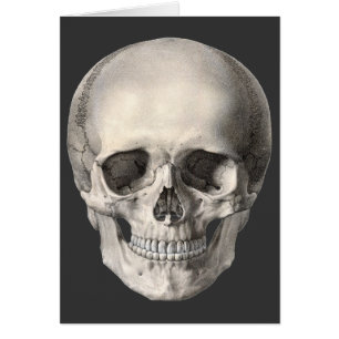 Vintage Human Anatomy Skull, Halloween Skeleton
