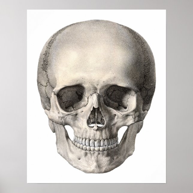 Vintage Human Anatomy Skull, Halloween Skeleton Poster (Front)