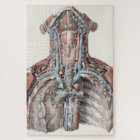 Vintage Human Anatomy Throat, Neck, Chest, Ribs