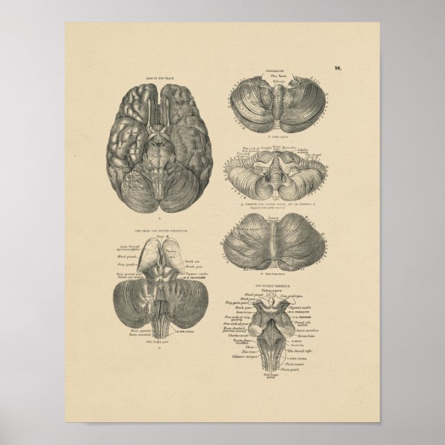 Vintage Human Brain Anatomy 1880 Print (Front)