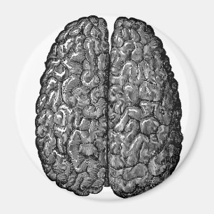 Vintage Human Brain Illustration Magnet