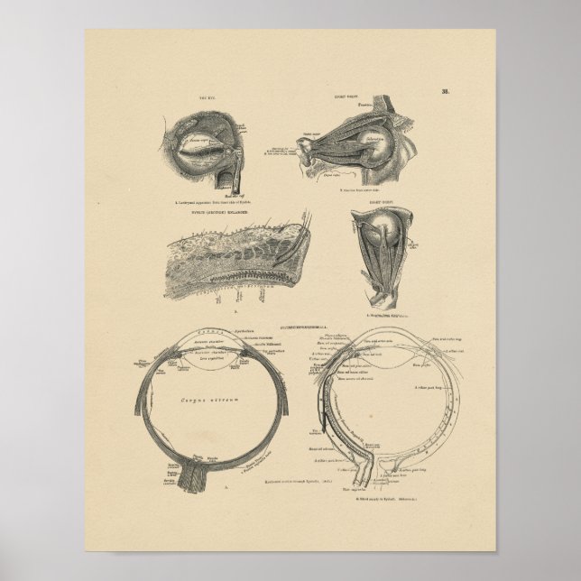Vintage Human Eye Anatomy 1880 Print (Front)