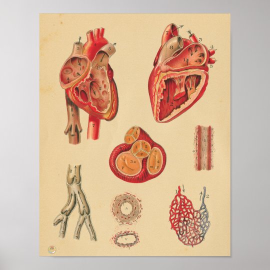 Vintage Human Heart Arteries Anatomy Medical Chart | Zazzle.com.au