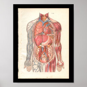 Vintage Human Internal Anatomy Print