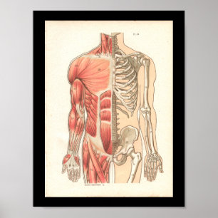 Vintage Human Muscle and Skeletal Anatomy Print