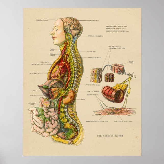 Vintage Human Nervous System Anatomy Chart (Front)