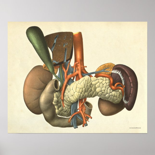 Vintage Human Organ System Anatomy Print (Front)