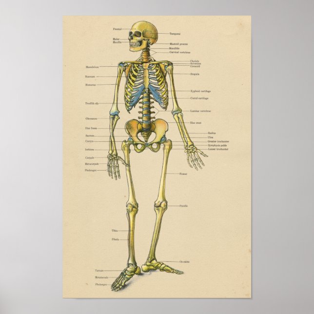 Vintage Human Skeleton Anatomy Chart (Front)