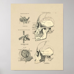 Vintage Human Skull Bones 1880 Print