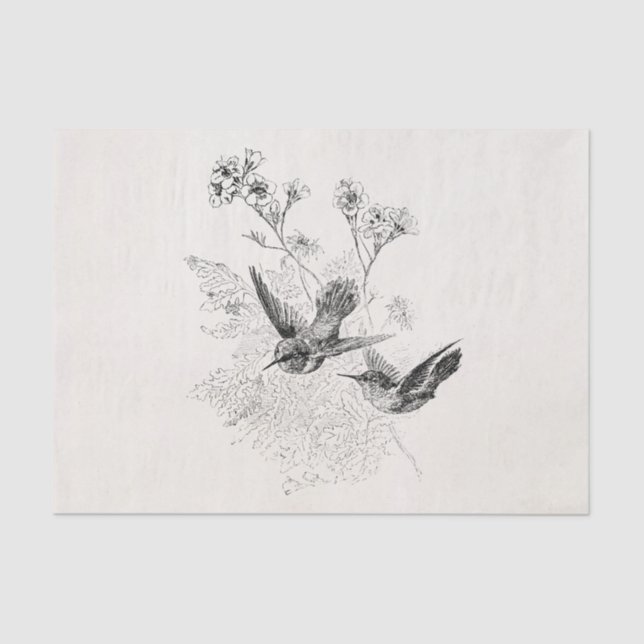 Vintage Hummingbird Antique Birds Template Tissue Paper (Front)